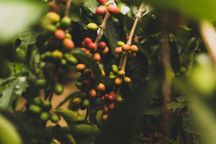 A short guide to coffee varieties